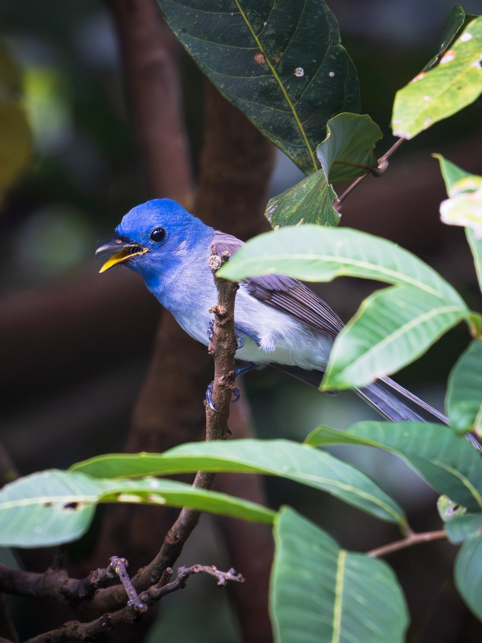 Black-napped monarch female
